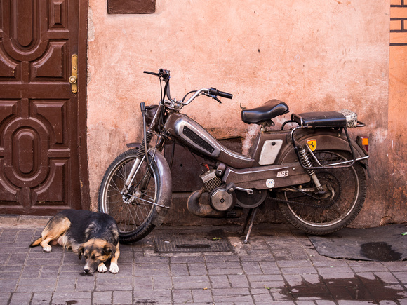 Dog and Bike