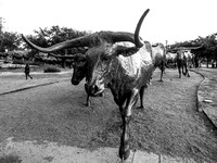 Cattle Statue, Dallas