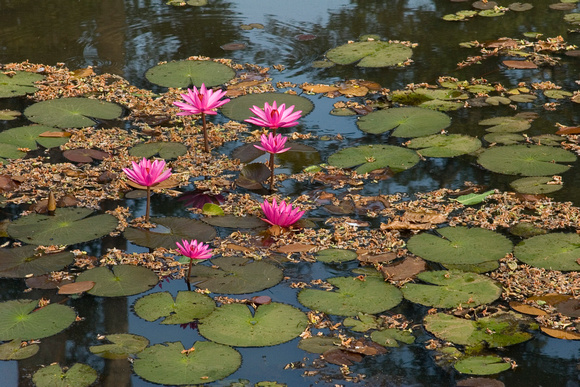 Pond, Banteay Srei