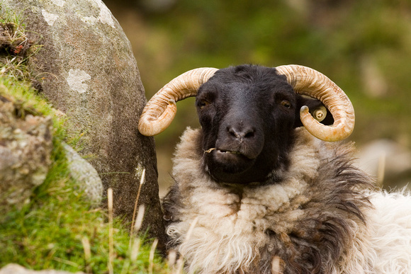 Achill Sheep, Co. Mayo
